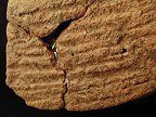 Accokeek cord-marked body sherds on left. Close up view of cord-marking on right from Dorr, site 18AN19/69.